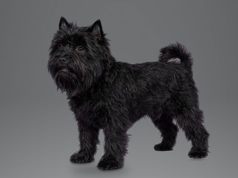Affenpinscher, black