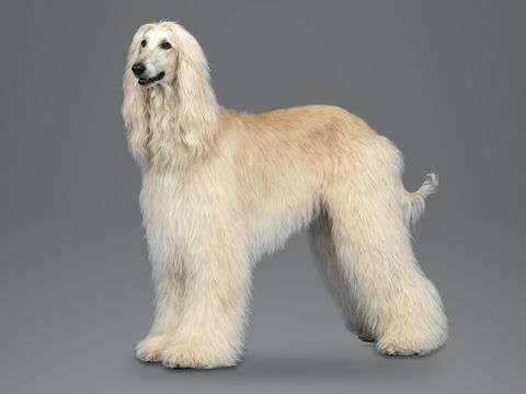 Afghan Hound, cream