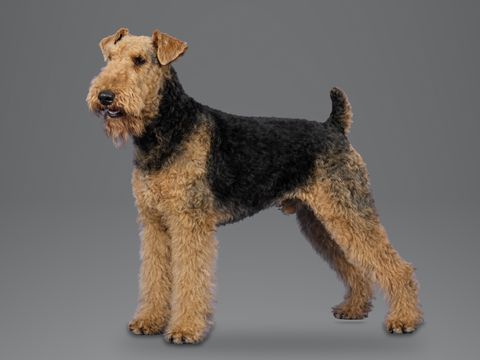 Airedale Terrier, black and tan