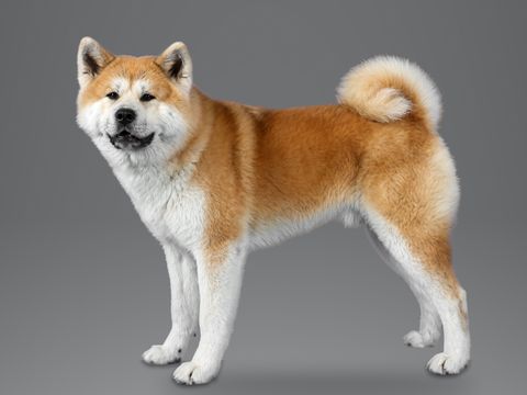 Akita, red