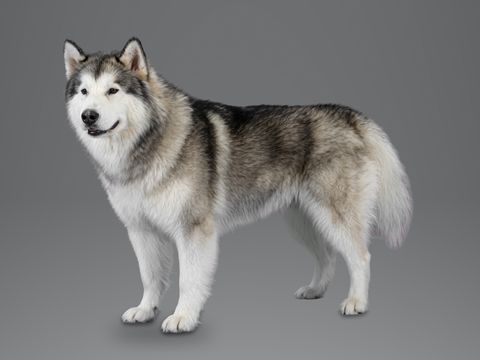 Alaskan Malamute, grey and white