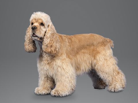 American Cocker Spaniel, buff