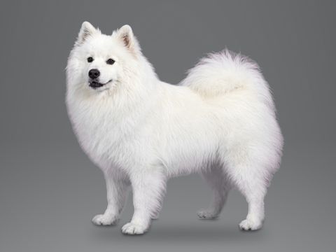 American Eskimo Dog, white