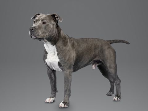 American Staffordshire Terrier, blue