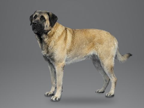Anatolian Shepherd Dog, fawn