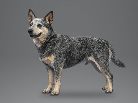 Australian Cattle Dog, blue