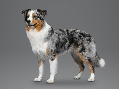 Australian Shepherd, blue merle