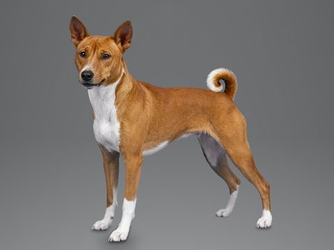 Basenji, red and white