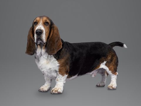 Basset Hound, tricolour
