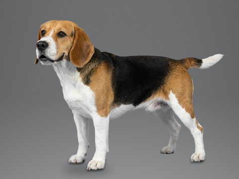 Beagle, tricolour
