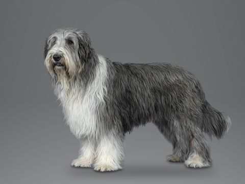 Bearded Collie, grey and white
