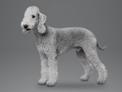 Bedlington Terrier, blue
