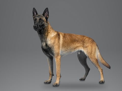 Belgian Malinois, fawn