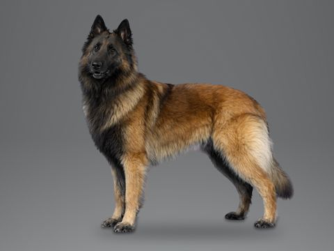 Belgian Tervuren, mahogany