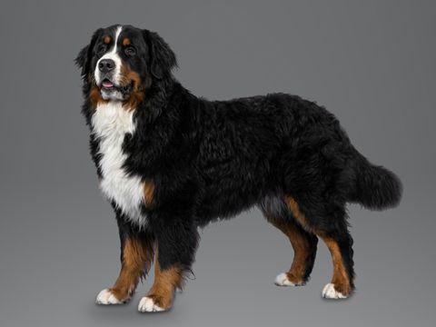 Bernese Mountain Dog, tricolour