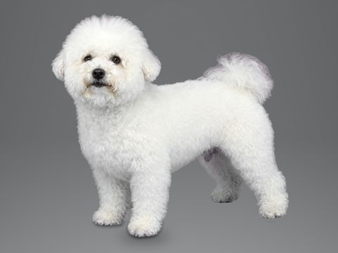 Bichon Frise, white
