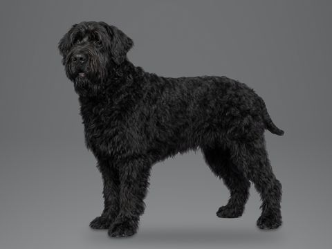 Black Russian Terrier, black