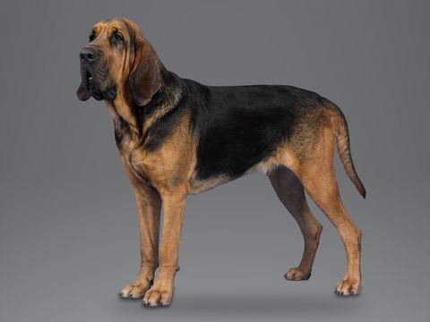 Bloodhound, black and tan