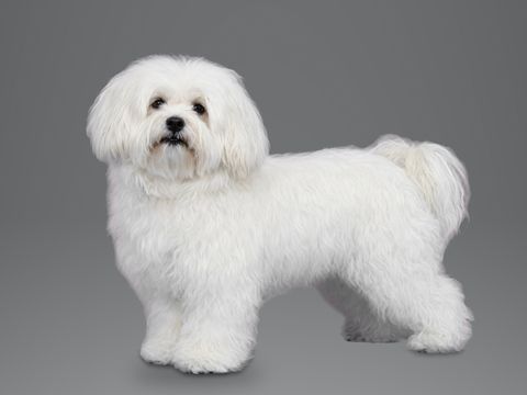 Bolognese, white