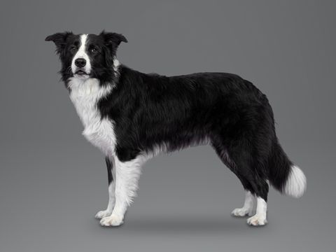 Border Collie, black and white