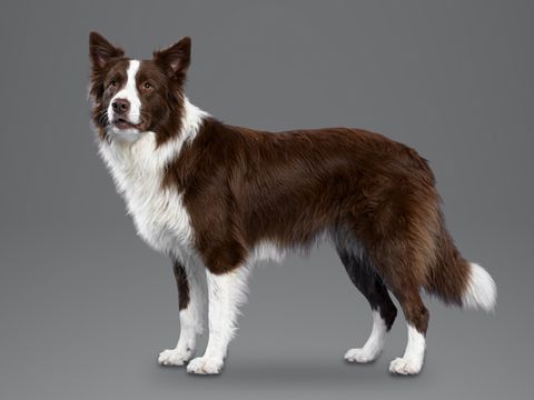 Border Collie, red and white