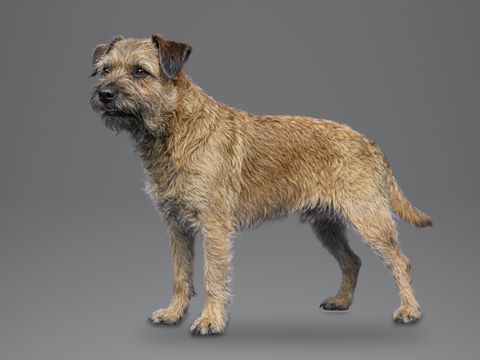 Border Terrier, grizzle and tan