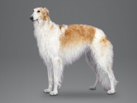 Borzoi, white and gold