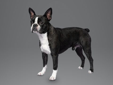 Boston Terrier, black and white