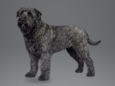 Bouvier des Flandres, grey brindle