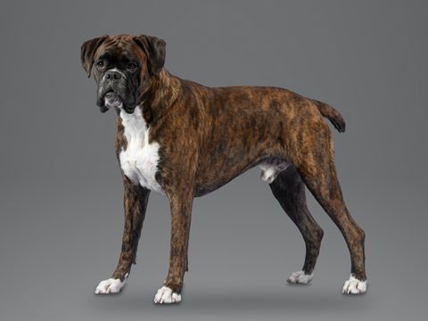 Boxer, brindle