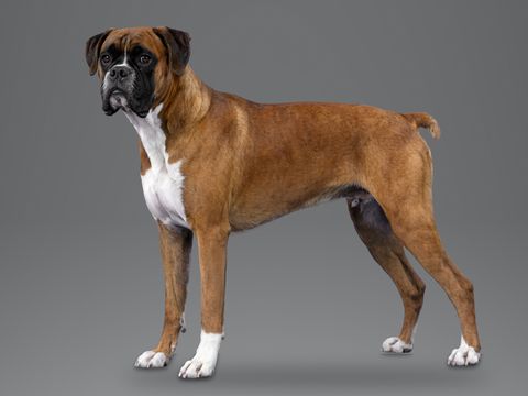 Boxer, fawn