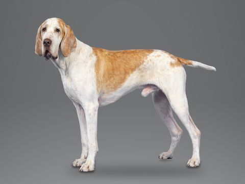 Bracco Italiano, white and orange