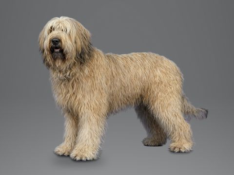 Briard, fawn