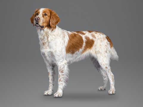 Brittany, orange and white