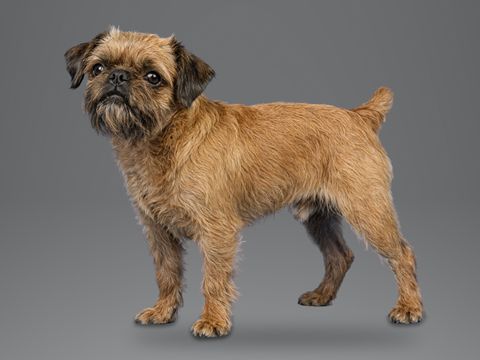 Brussels Griffon, red