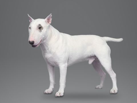 Bull Terrier, white