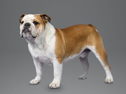 British Bulldog, red and white
