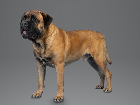 Bullmastiff, red