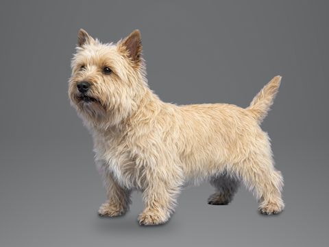Cairn Terrier, wheaten