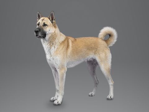 Canaan Dog, sandy