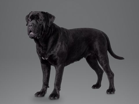 Cane Corso, black
