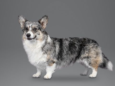 Cardigan Welsh Corgi, blue merle