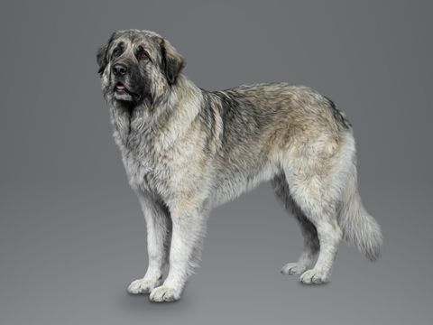 Caucasian Shepherd Dog, grey