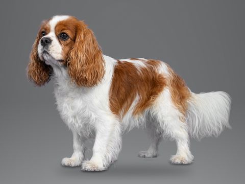 Cavalier King Charles Spaniel, blenheim