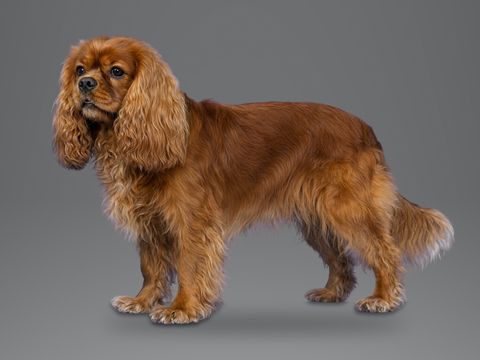 Cavalier King Charles Spaniel, ruby