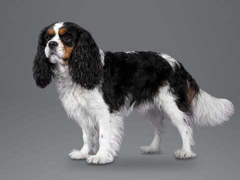 Cavalier King Charles Spaniel, tricolour