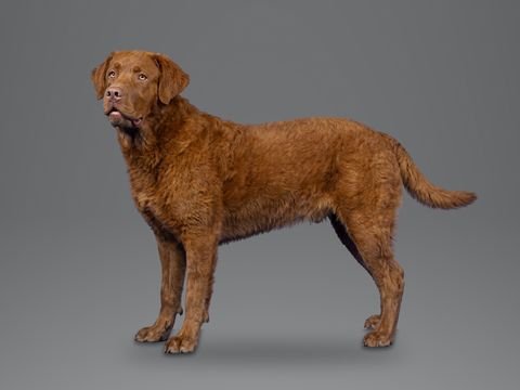 Chesapeake Bay Retriever, brown