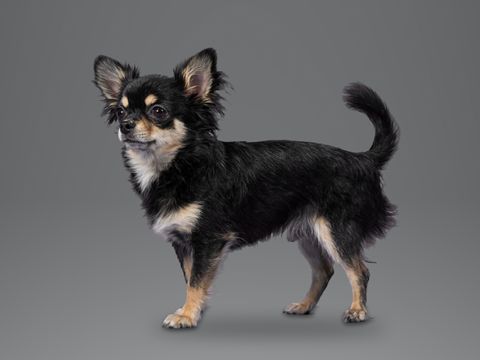 Chihuahua, black and tan long coat