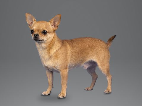 Chihuahua, fawn