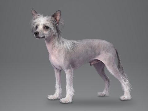 Chinese Crested, hairless